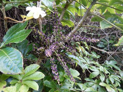 Schefflera digitata, photographed by Jon Sullivan
