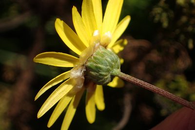 Ursinia anethoides, photographed by Nicola van Berkel