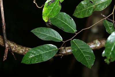 Trophis scandens, photographed by Greg Tasney