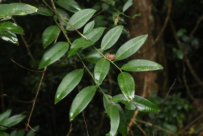 Capparis arborea, photographed by Greg Tasney