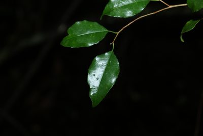 Excoecaria dallachyana, photographed by Greg Tasney