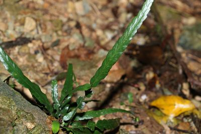 Asplenium attenuatum, photographed by Greg Tasney