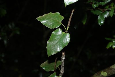 Parsonsia velutina, photographed by Greg Tasney