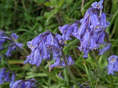 Hyacinthoides non-scripta, photographed by Victor Heng
