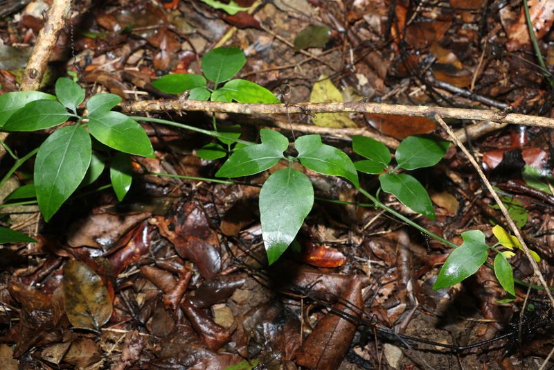 Nothoalsomitra suberosa, photographed by Greg Tasney