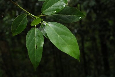 Dendrocnide photiniphylla, photographed by Greg Tasney