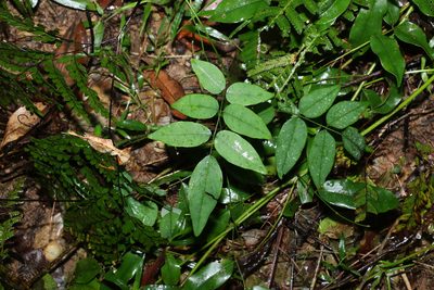 Brachypterum involutum, photographed by Greg Tasney