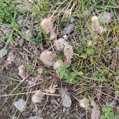 Trifolium arvense, photographed by Jenny Saito