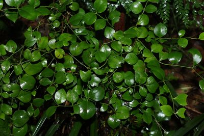 Carissa spinarum, photographed by Greg Tasney