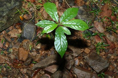Hymenosporum flavum, photographed by Greg Tasney