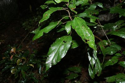 Mallotus philippensis, photographed by Greg Tasney