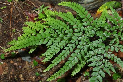 Adiantum formosum, photographed by Greg Tasney