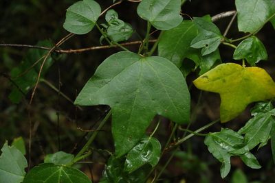 Passiflora herbertiana, photographed by Greg Tasney