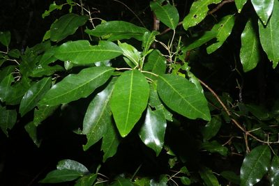 Sarcomelicope simplicifolia, photographed by Greg Tasney