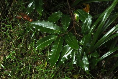 Uvaria leichhardtii, photographed by Greg Tasney