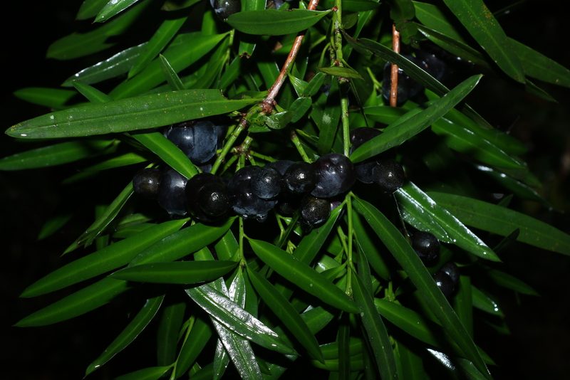 Podocarpus elatus, photographed by Greg Tasney
