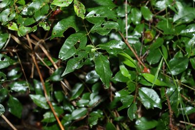 Austrosteenisia blackii, photographed by Greg Tasney