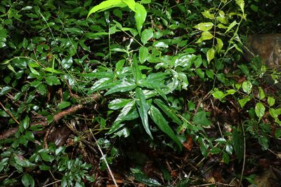 Pseuderanthemum variabile, photographed by Greg Tasney