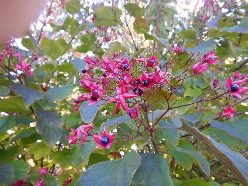 Clerodendrum trichotomum, photographed by Jon Sullivan