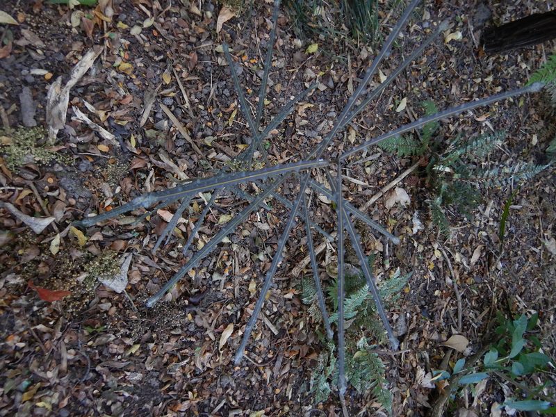 Pseudopanax ferox, photographed by Jon Sullivan