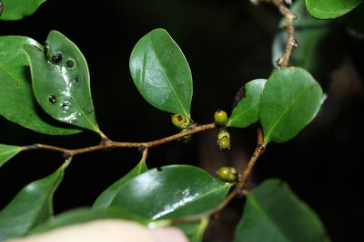 Diospyros geminata, photographed by Greg Tasney