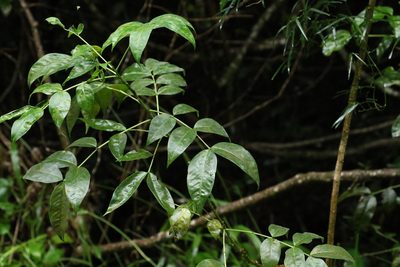 Senna septemtrionalis, photographed by Greg Tasney