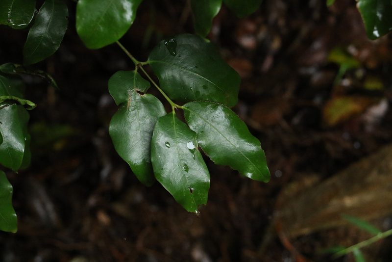 Dissiliaria baloghioides, photographed by Greg Tasney