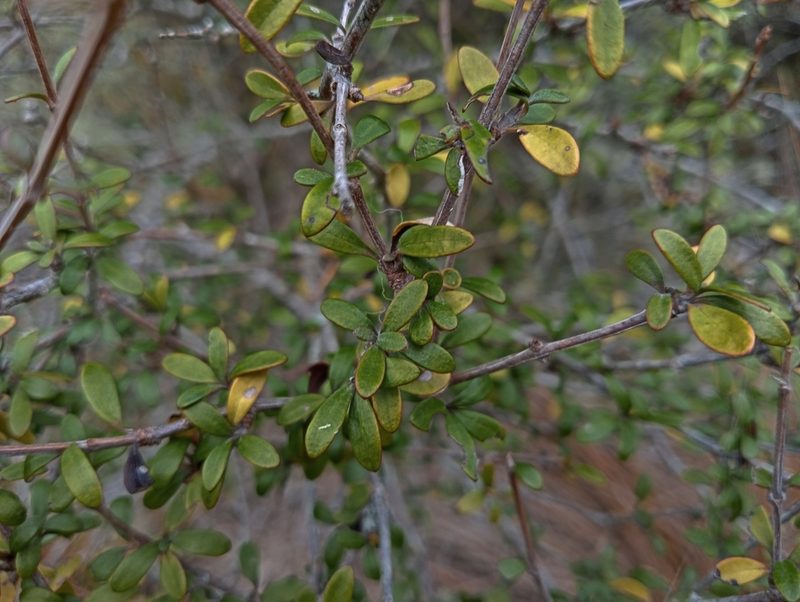 Olearia laxiflora, photographed by John Barkla