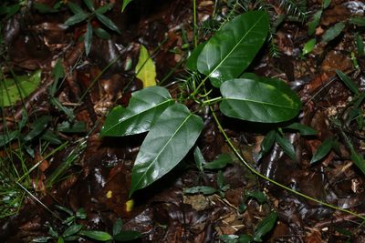 Leichhardtia rostrata, photographed by Greg Tasney