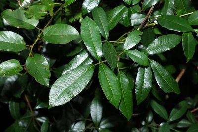 Bouchardatia neurococca, photographed by Greg Tasney