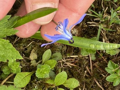 Scilla siberica, photographed by Christina