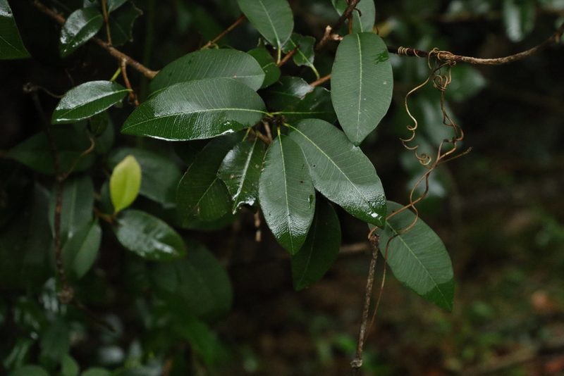 Amorphospermum antilogum, photographed by Greg Tasney