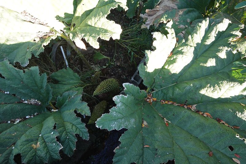 Gunnera tinctoria, photographed by Jon Sullivan