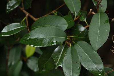 Amorphospermum antilogum, photographed by Greg Tasney