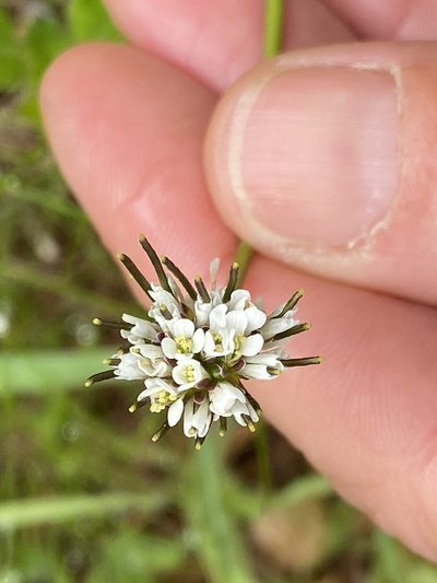 Arabis ciliata, photographed by Christina