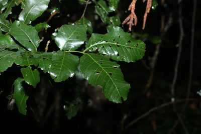 Elattostachys xylocarpa, photographed by Greg Tasney