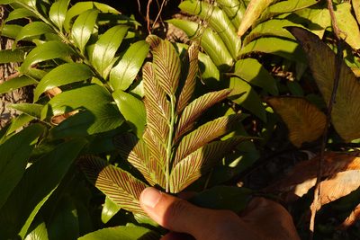 Asplenium oblongifolium, photographed by Jon Sullivan