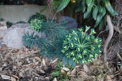 Euphorbia characias, photographed by Jon Sullivan