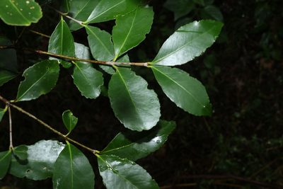 Elaeodendron australe, photographed by Greg Tasney