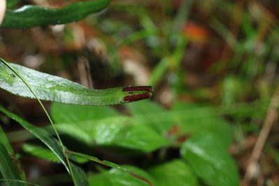 Pyrrosia confluens, photographed by Greg Tasney
