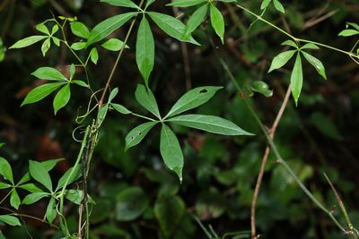 Clematicissus opaca, photographed by Greg Tasney
