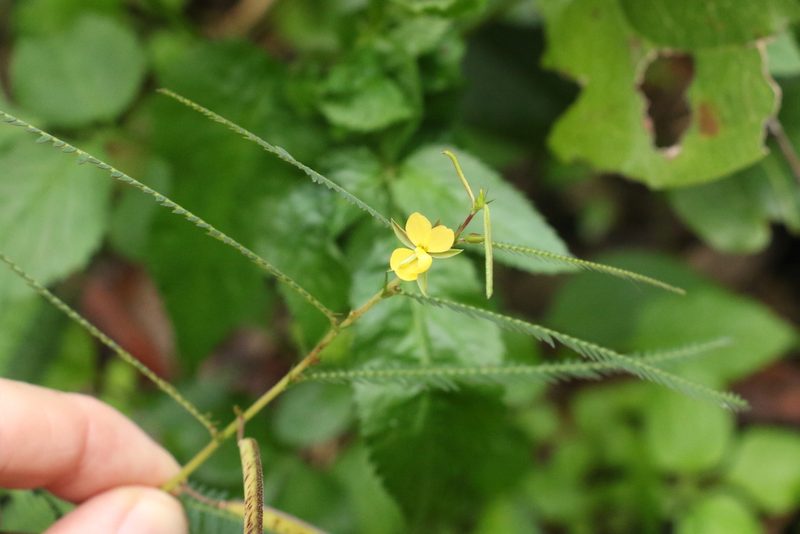 Chamaecrista nomame, photographed by Greg Tasney