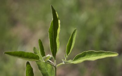 Physalis virginiana, photographed by aarongunnar