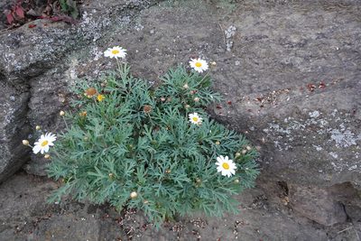 Argyranthemum frutescens, photographed by Jon Sullivan