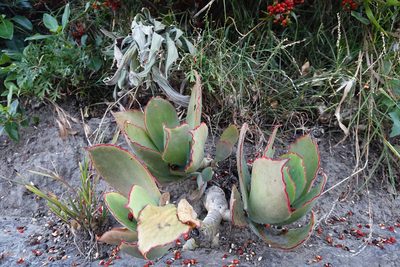 Cotyledon orbiculata, photographed by Jon Sullivan