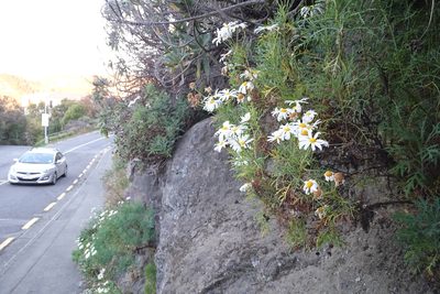 Argyranthemum frutescens, photographed by Jon Sullivan