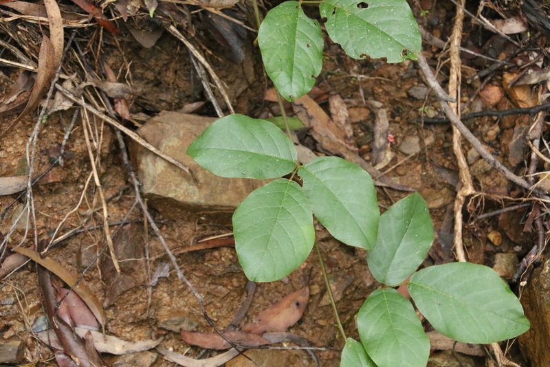 Kennedia rubicunda, photographed by Greg Tasney