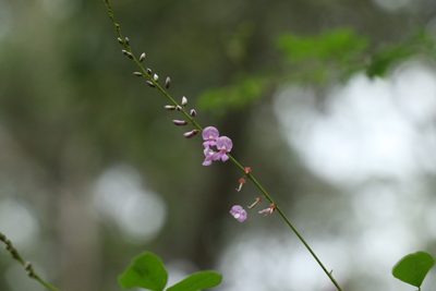 Indigofera australis, photographed by Greg Tasney