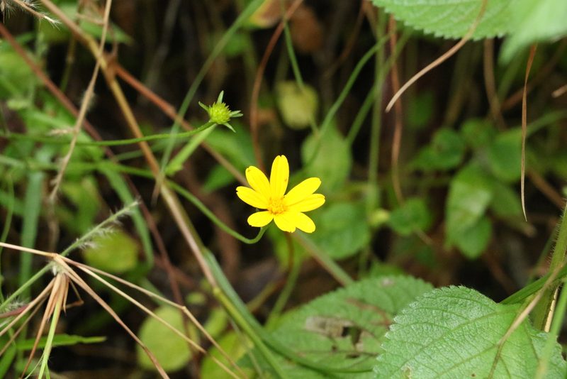 Apowollastonia spilanthoides, photographed by Greg Tasney