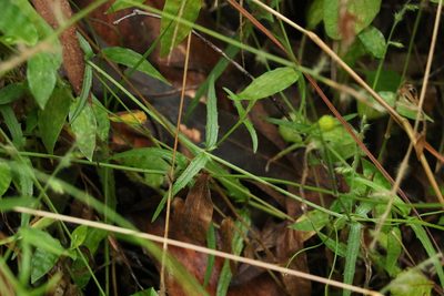 Apowollastonia spilanthoides, photographed by Greg Tasney